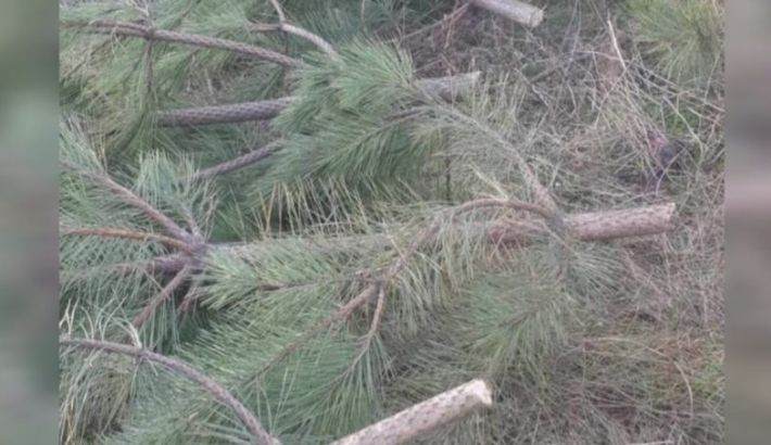 У Запоріжжі зловили браконьєрів із ялинками