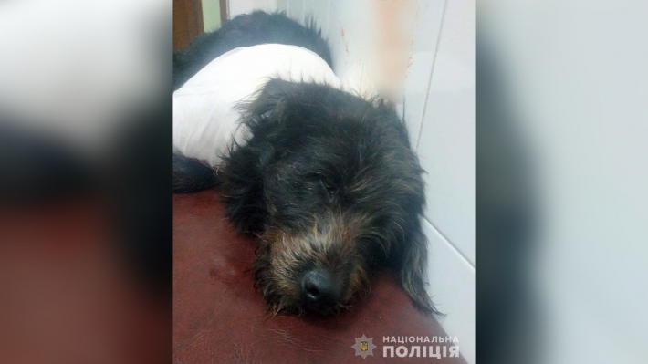 На Запоріжжі судитимуть чоловіка, який наніс ножові поранення собаці (фото)