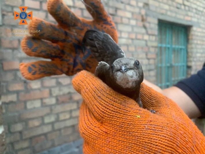 Запорізькі фахівці ДСНС врятували стрижа, який застряг в обшивці балкона (фото)