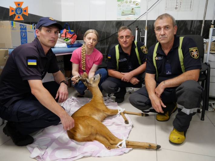 У Запоріжжі врятували косулю, яка врізалася в паркан
