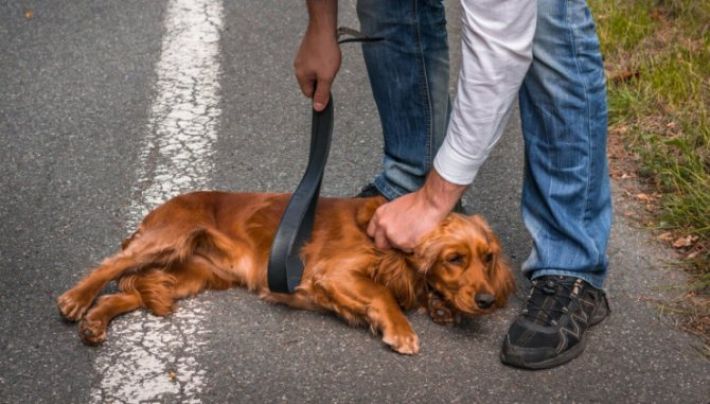 У Запоріжжі п’яний хлопець побив собаку