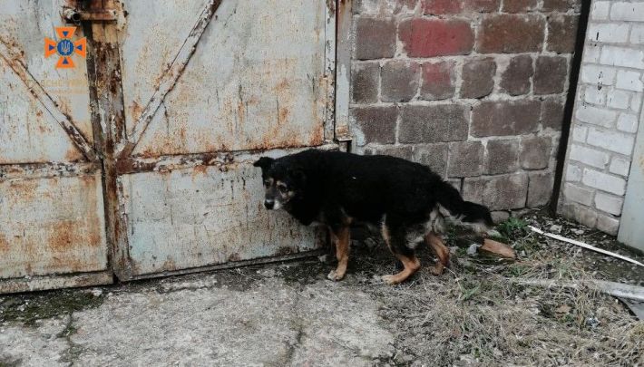 У Запоріжжі бійці ДСНС врятували песика (фото)