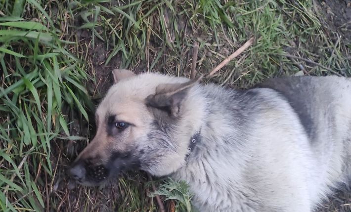 У Запоріжжі чоловік стріляв у собаку на дитячому майданчику