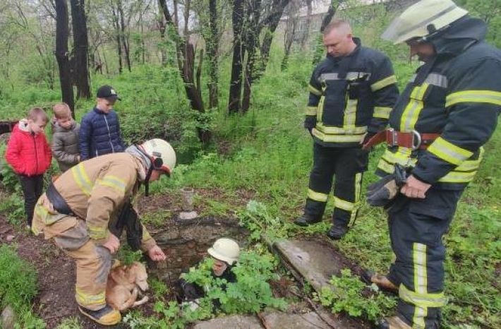 У Запоріжжі рятувальники витягли собаку з каналізаційного колодязя